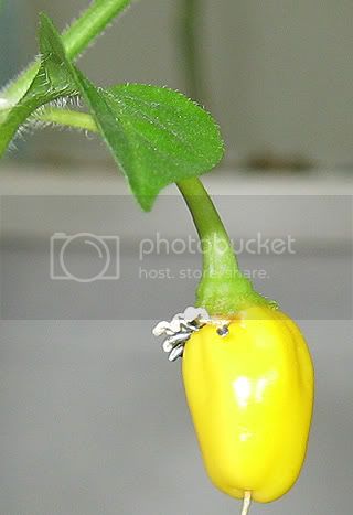 CuttingPodRipe-9-320a.jpg