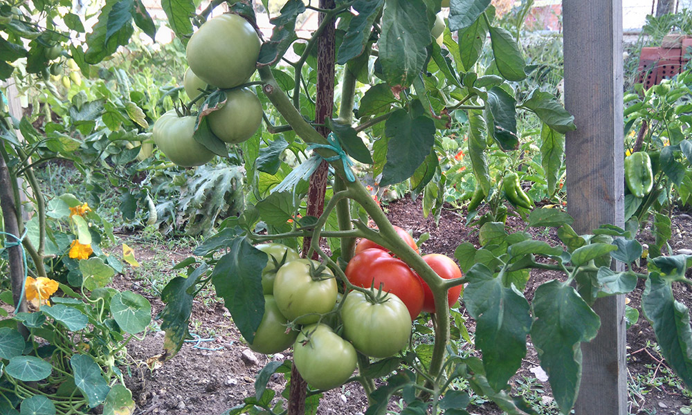 tomatoes08082017.jpg