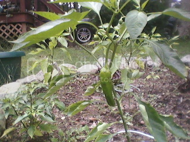 Pepperplantoct20121.jpg
