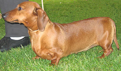 dachshund_h03.jpg