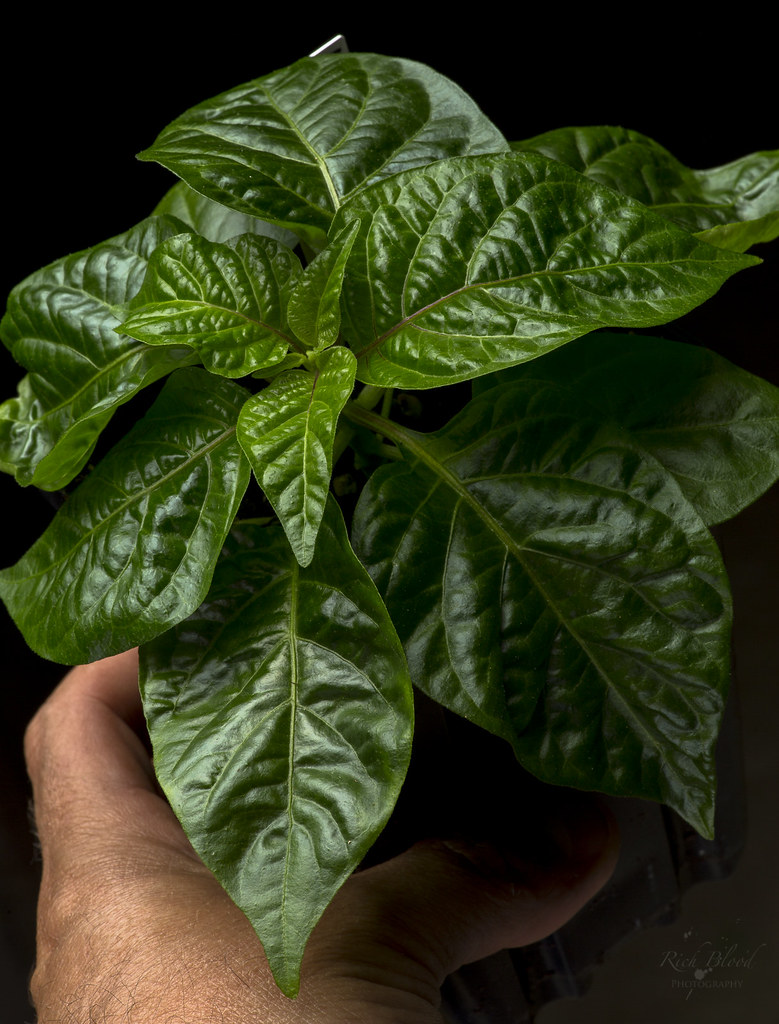 46898316965_b1a891f5d1_b.jpg