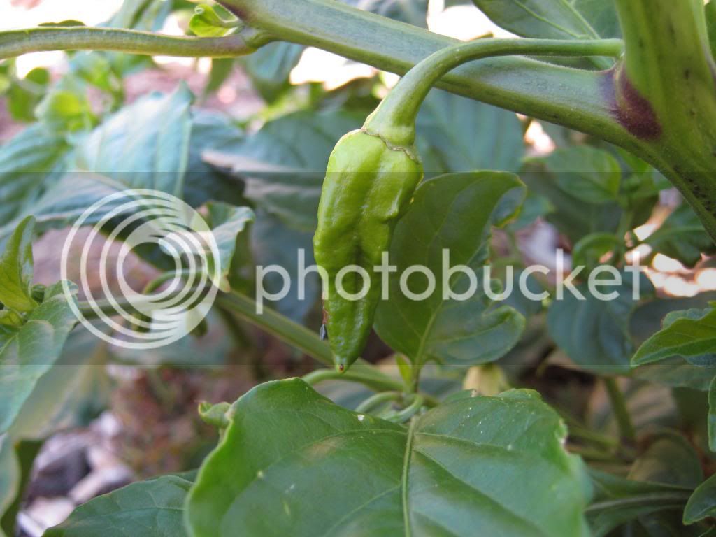 Gardenrecovery047.jpg