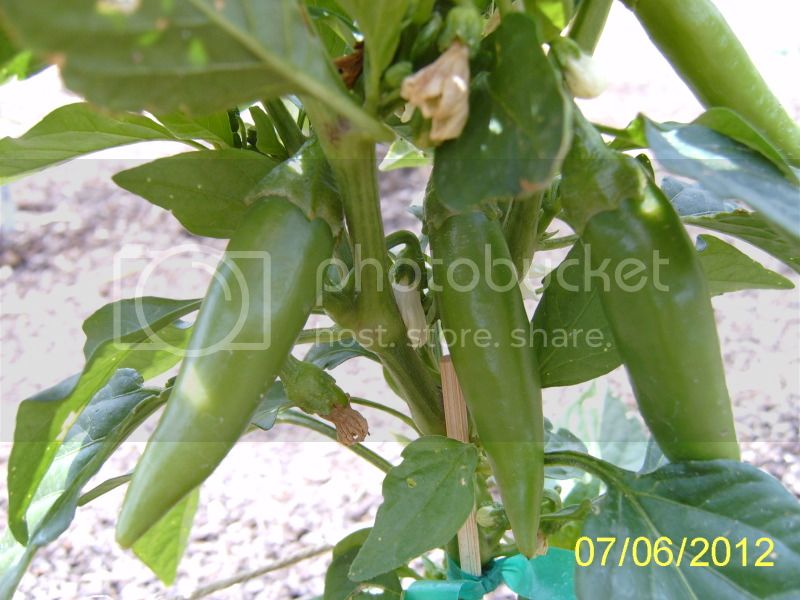 BulgarianCarrotpods7-6-12.jpg