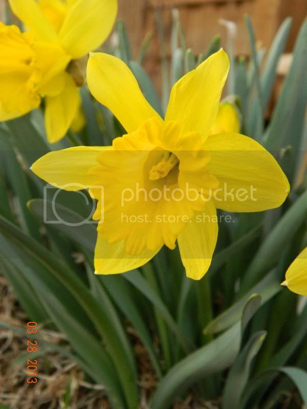 Closeupofdaffodil3-28-13_zpse01a743c.jpg