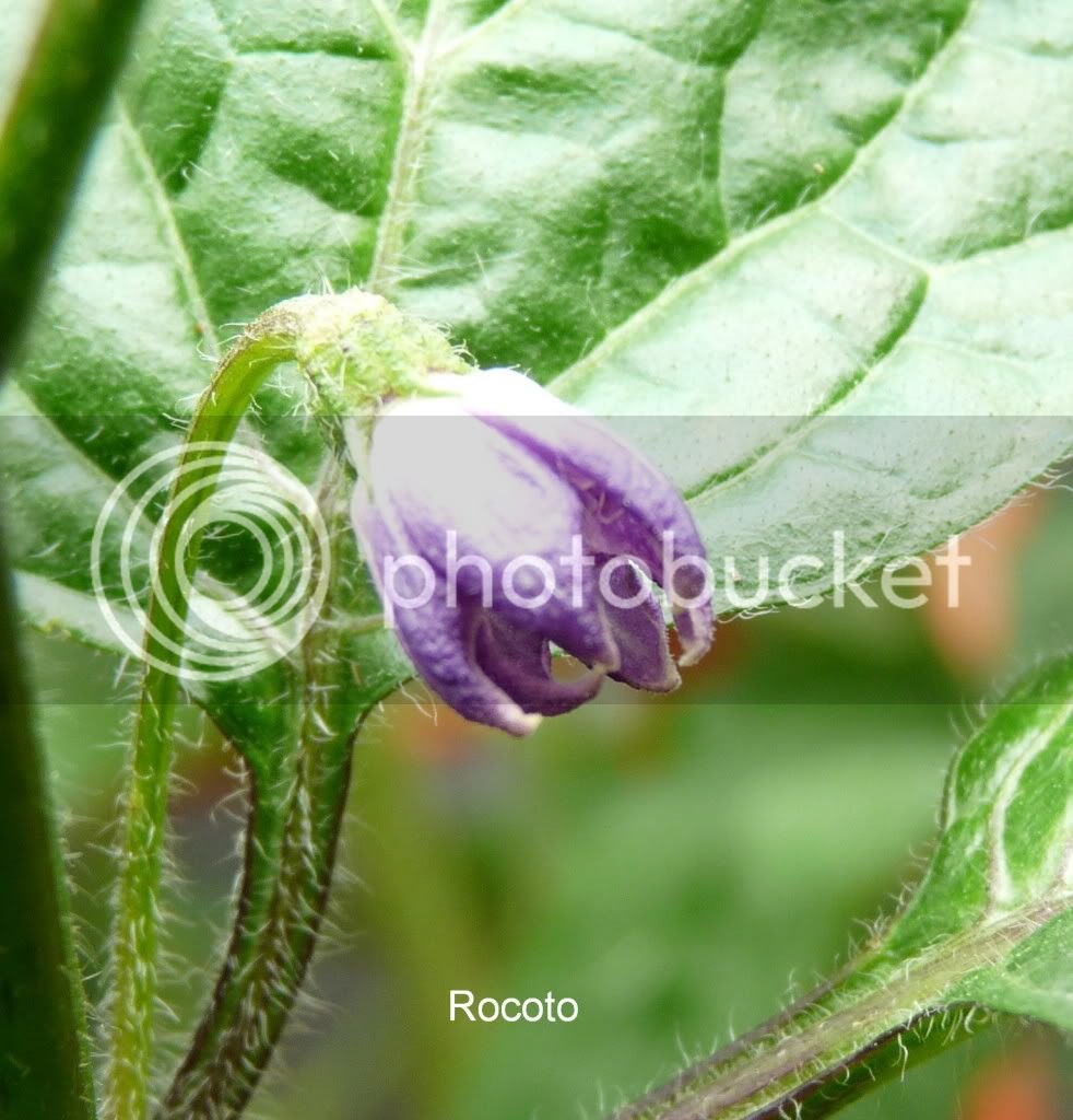 Rocoto3.jpg