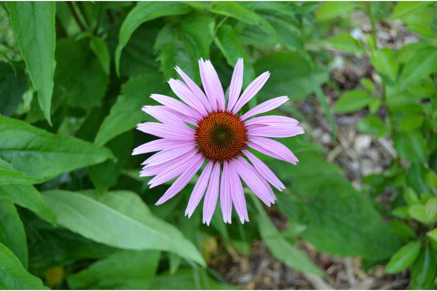 coneflower.jpg