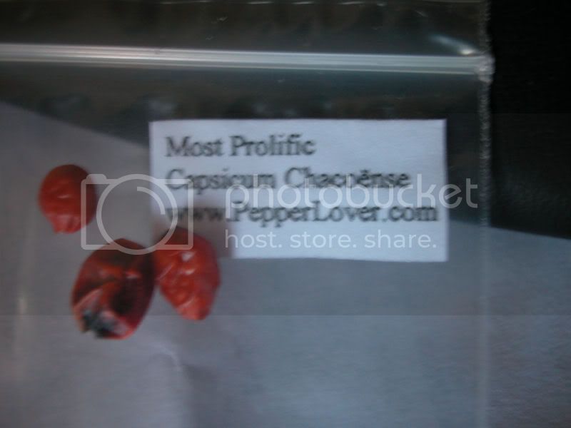 mostprolific.jpg