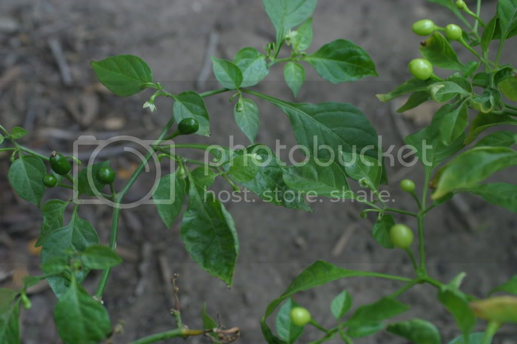 Nov92011peppers082.jpg