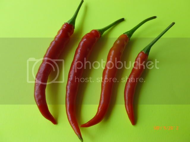 PI-640803-VladanSmiciklas-RainbowChiliSeedsP1010272.jpg