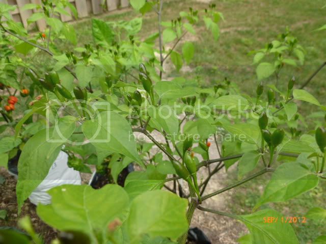 WildBaccatum-VladanSmiciklas-RainbowChiliSeedsP1010203.jpg