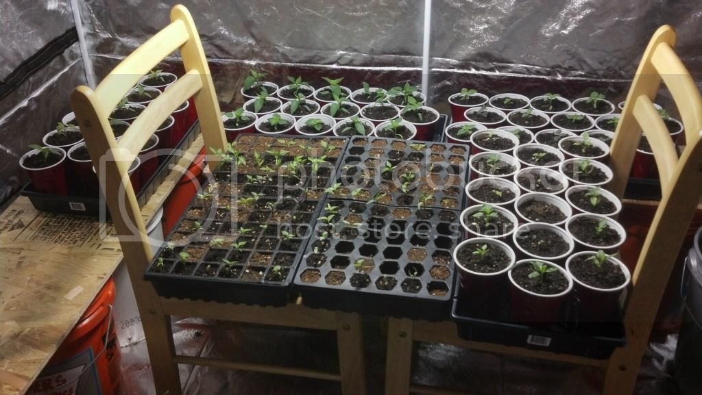 130328Seedlings.jpg