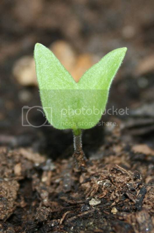 ButterflyCotyledon.jpg