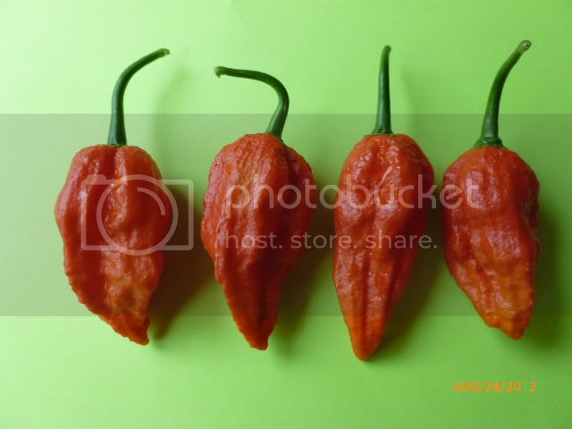 BhutJolokiaIndiancarbon-VladanSmiciklas-RainbowChiliSeedsP1010061.jpg