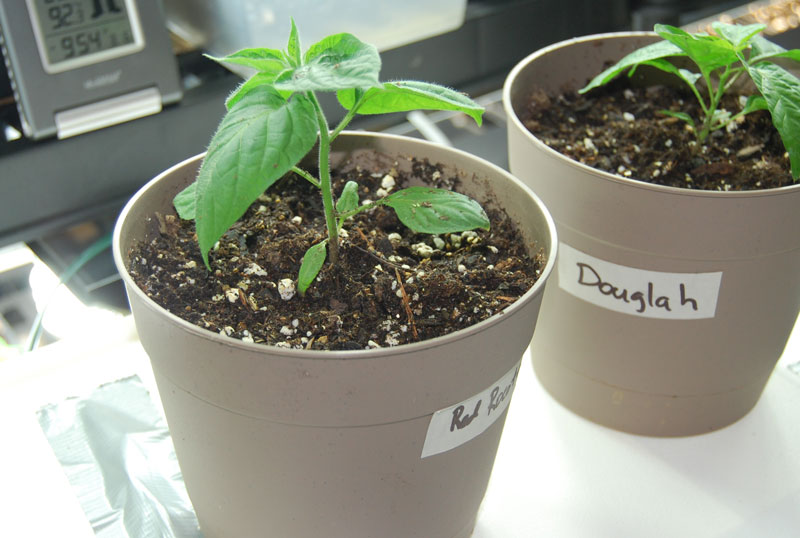 rocotopot.jpg