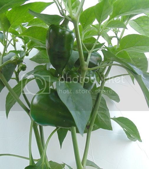 SweetApplePepper_zps0fc46151.jpg