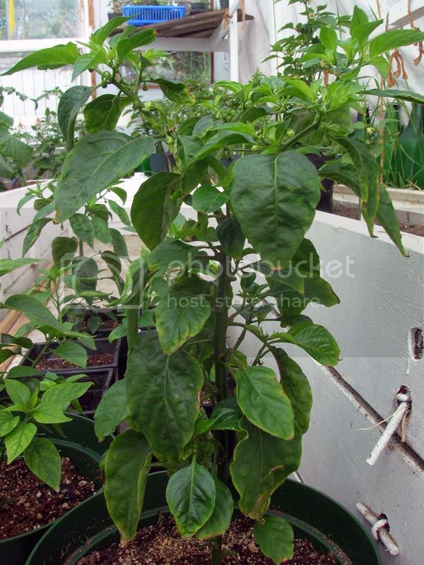 recoveringchiliplants001.jpg