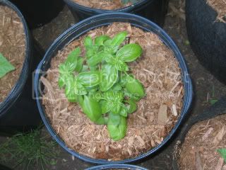 Basil-1.jpg