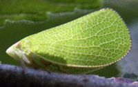 1123_1_Shawn_leaf_hopper_9_6_03_2404.jpg