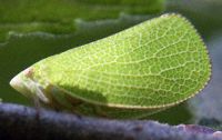 1123_1_Shawn_leaf_hopper_9_6_03_2404.jpg