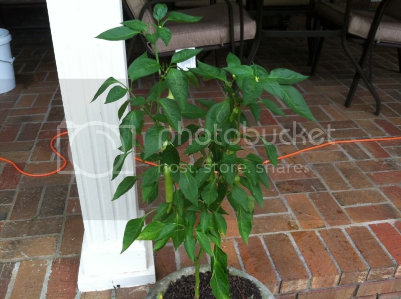 Peppers2012July5th21.jpg