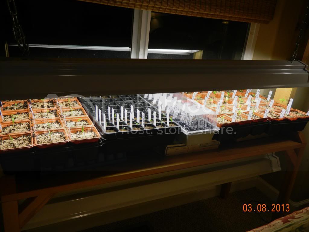 Growtable3-8-13_zps03666225.jpg