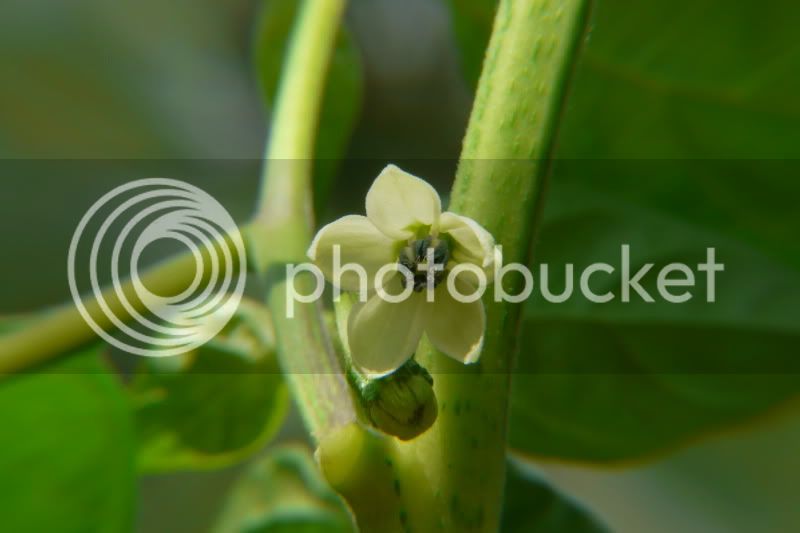 Goatpepper-VladanSmiciklas-rainbowchiliseedsP1040162.jpg