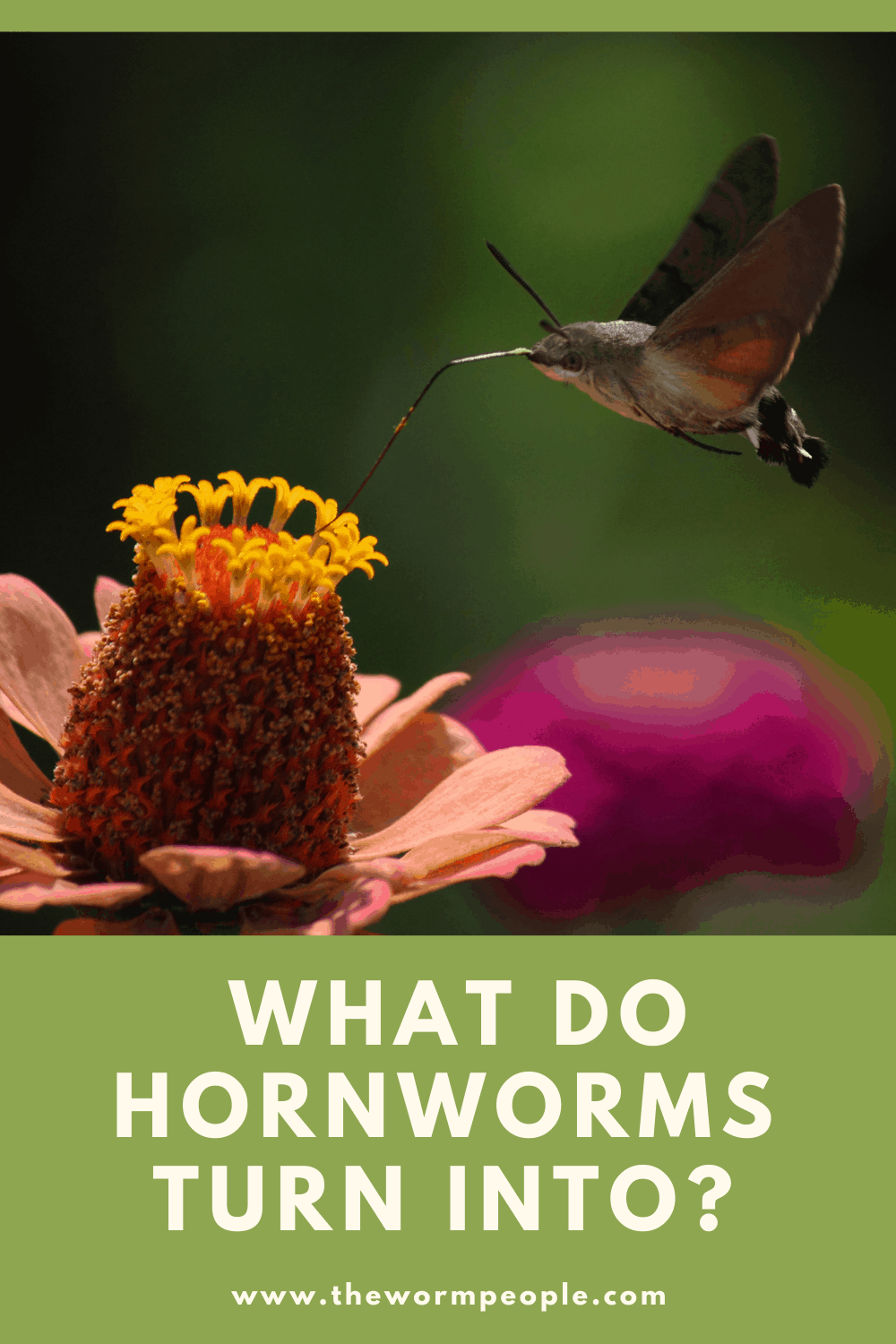 thewormpeople.com