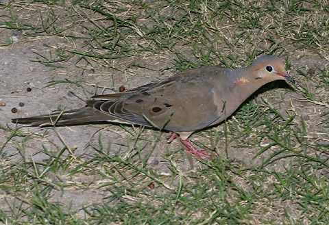 Mourning-dove.jpg