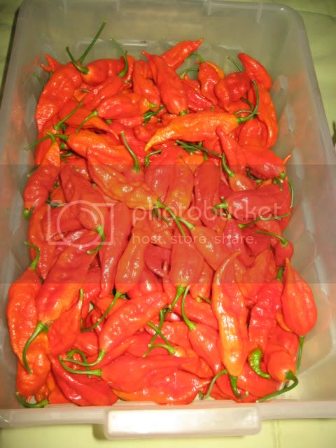 RedBhut-2.jpg