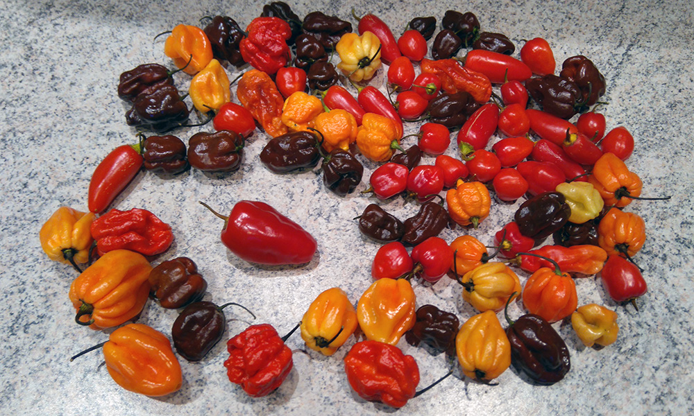ripening09112016.jpg