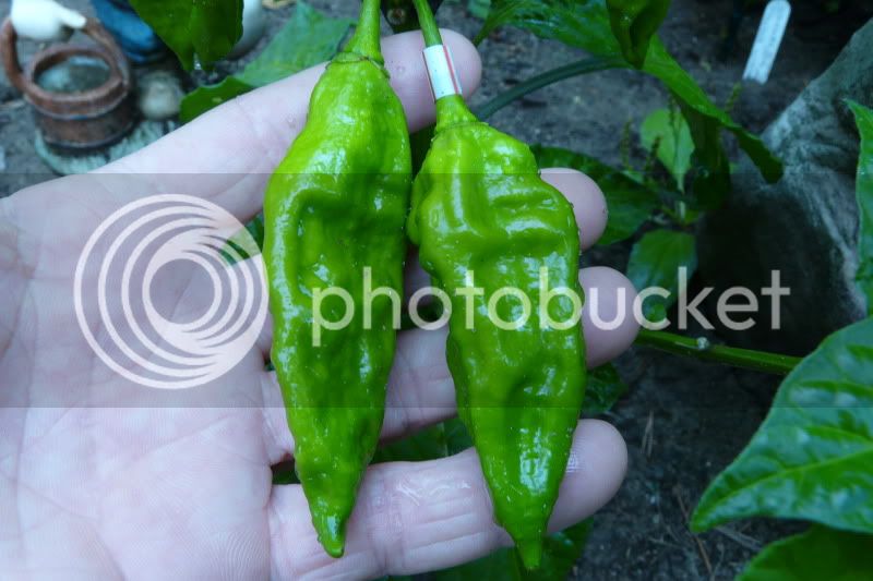 Fatalii-VladanSmiciklas-rainbowchiliseedsP1040322.jpg