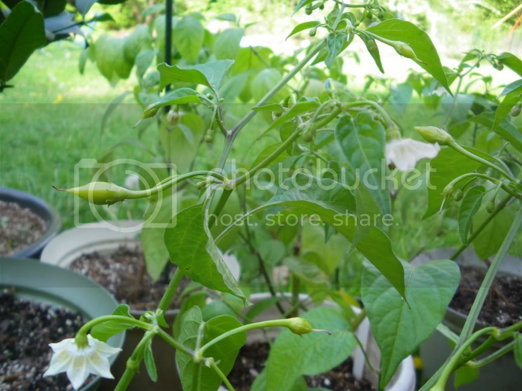 IMGP3233.jpg