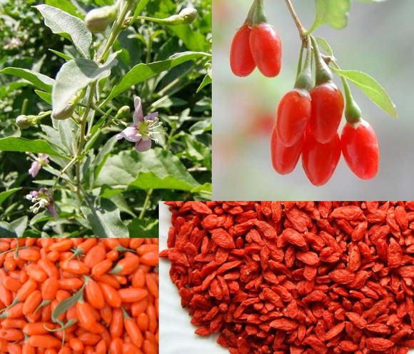 goji-superfoods.jpg