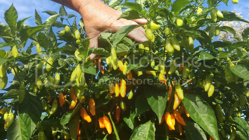 Datil%20x%20Market%20var2e_zpsgigde26d.jpg
