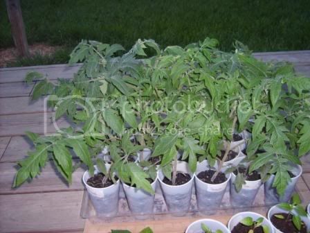 Tomatoes5-18-09.jpg