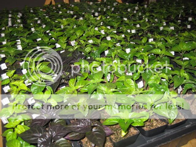 seedlings2012005.jpg