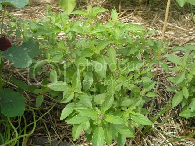 LimeBasil072409.jpg