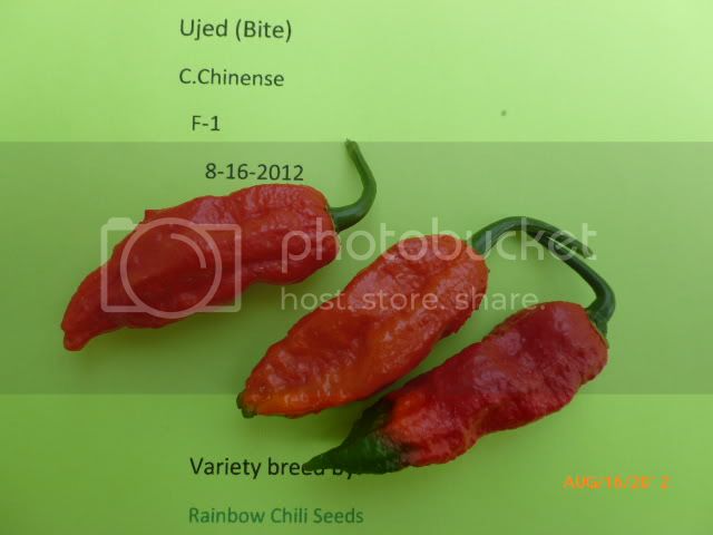 UjedBiteF-1-VladanSmiciklas-RainbowChiliSeedsP1000942.jpg