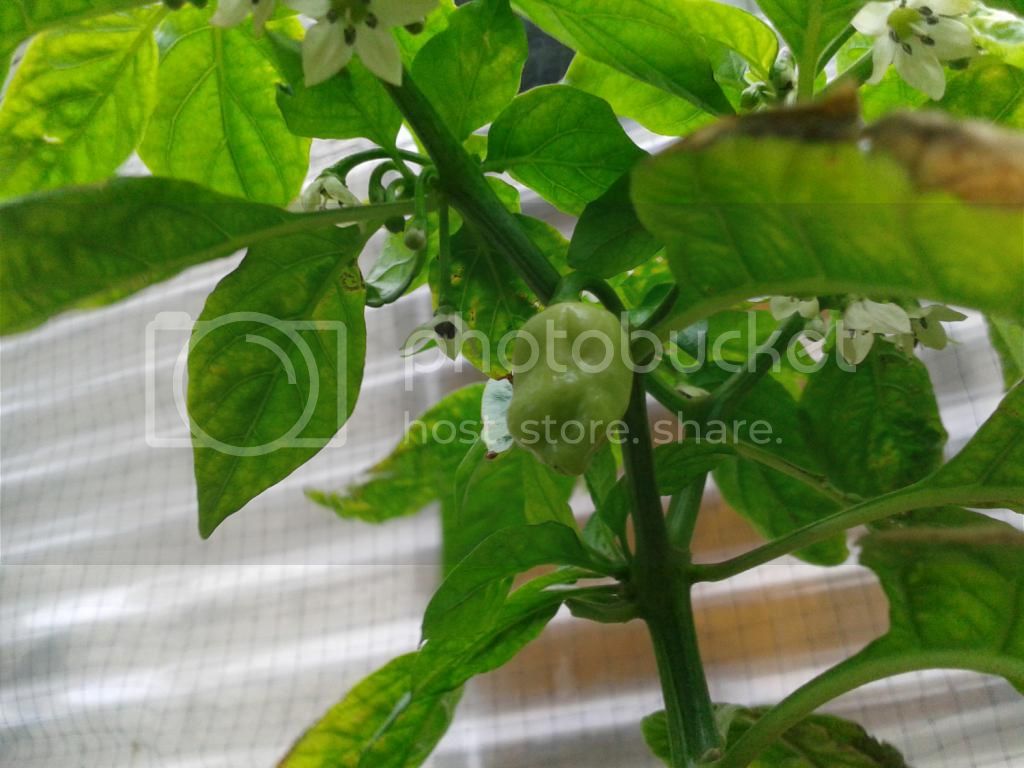 brownbhutla2_zps56955a61.jpg