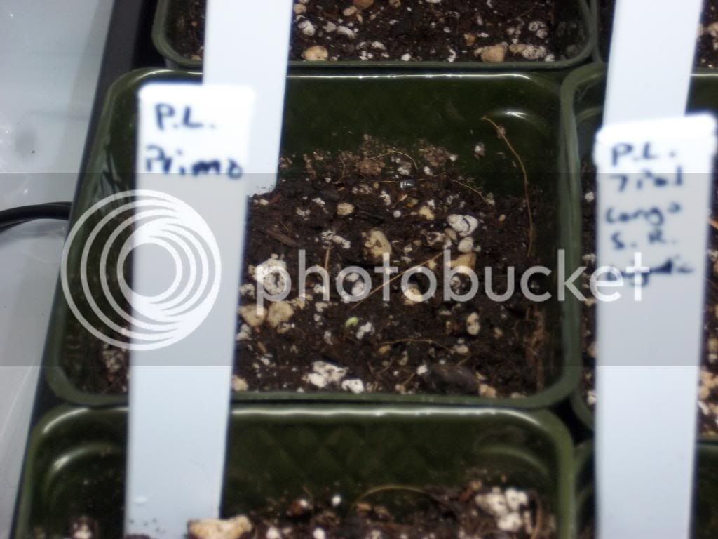 Pepperplants1-14-13019_zps639b4163.jpg