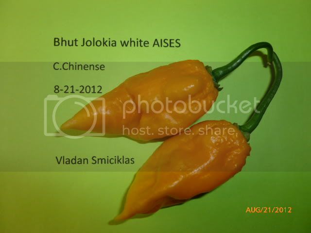 BhutJolokiawhiteAISPES-VladanSmiciklas-RainbowChiliSeedsP1010048.jpg