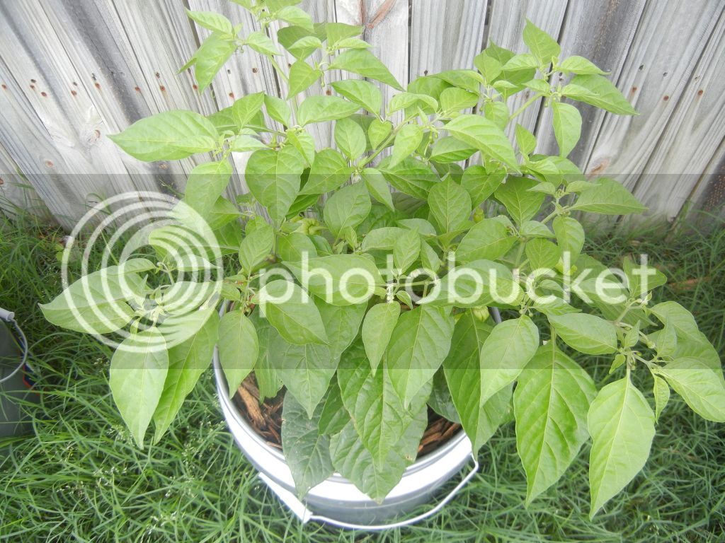 20Apr2012_WhiteBhut.jpg