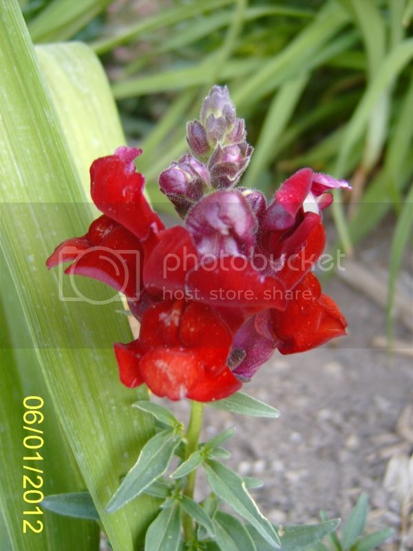 Snapdragon-red6-1-12.jpg