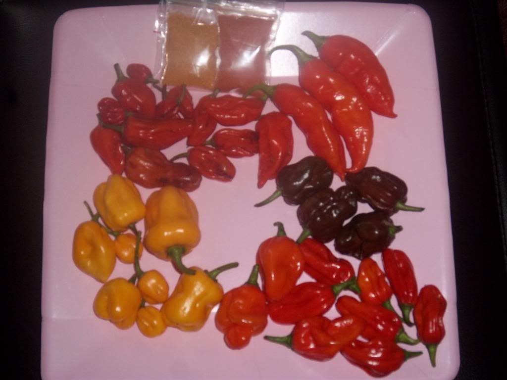 hotpeppers003.jpg