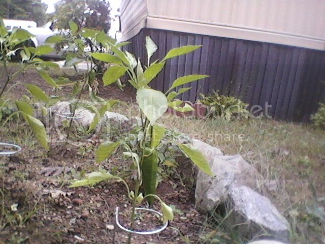 Pepperplantoct201210.jpg