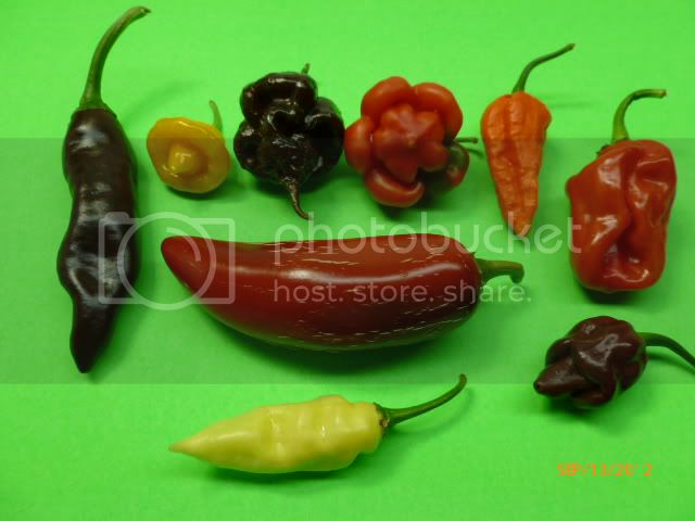 Peppers-VladanSmiciklas-RainbowChiliSeedsP1010325.jpg