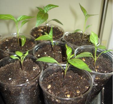 03-20-09_pepper_seedlings.txt