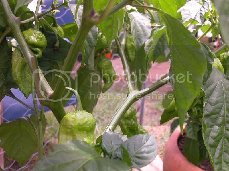 Bhut9.jpg