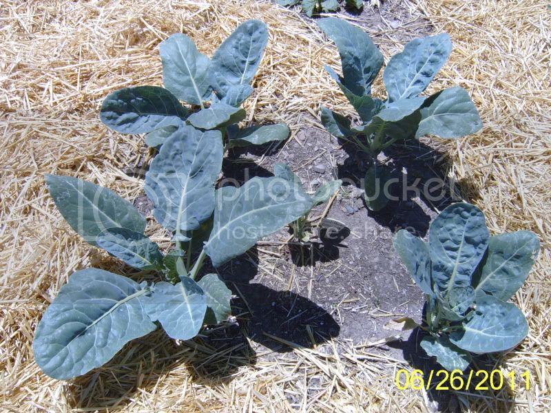 Brocoverdecauliflower6-27-11.jpg