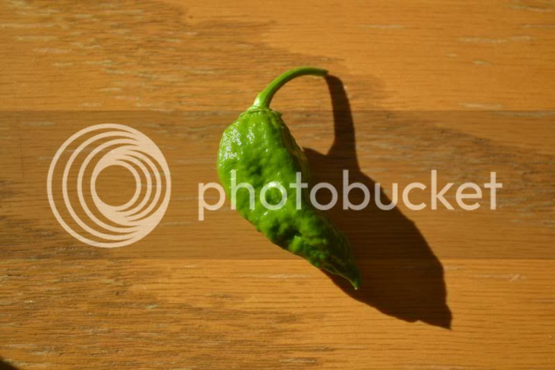 bhut1.jpg